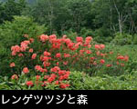 無料写真素材レンゲツツジ咲く森