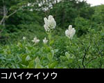 コバイケイソウ 画像 写真 フリー素材