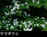 山ぼうし
