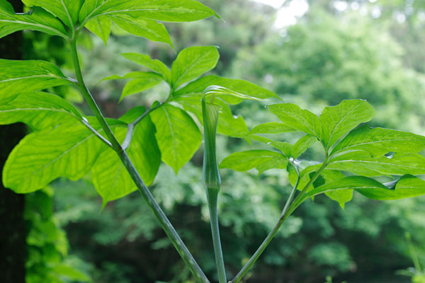 山野草　コウライテンナンショウ（マムシ草） 無料写真素材　画像1