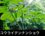 山野草コウライテンナンショウ（マムシ草） 無料写真素材
