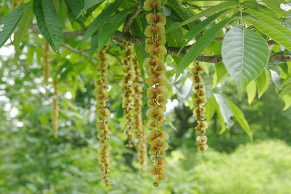 少し茶色に色づき始めて垂れ下がる数本の果実