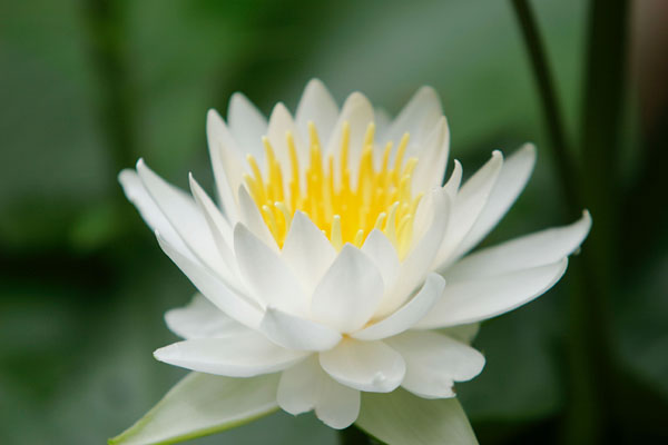 スイレンの花 　クローズアップ　 無料写真素材　画像3
