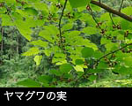 クワの葉 クワの実 フリー写真素材 