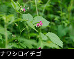 無料写真素材 山野草ナワシロイチゴ