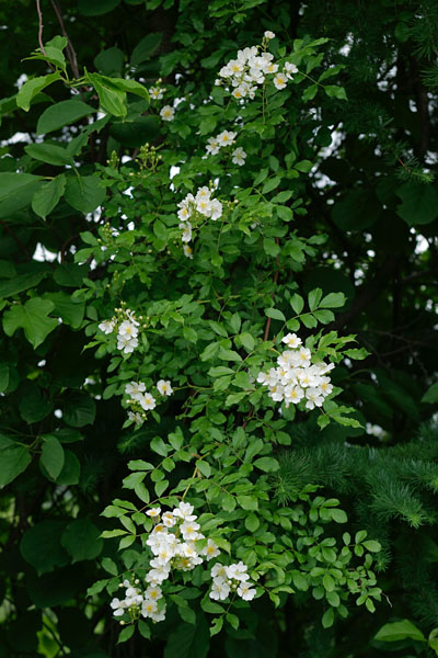 山野草 ノイバラ 花 フリー写真素材　画像1　