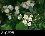 ノイバラ 夏の山野草 無料写真素材