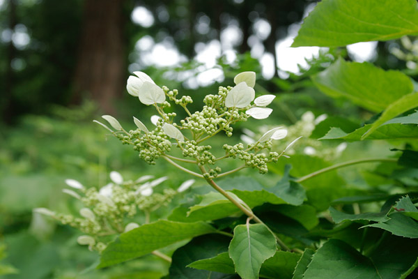 イワガラミ 花のアップ 画像1 フリー写真素材