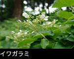イワガラミ 山野の花 無料写真素材