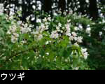 無料写真素材 山野草「ウツギ」花