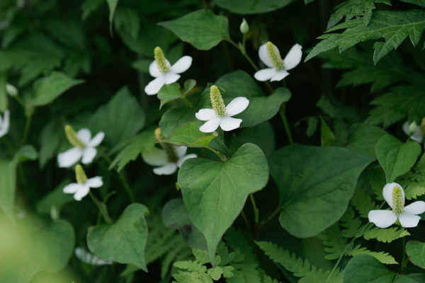 ドクダミ　6月7月 白い4枚の花弁〔総包) 臭気 画像 薬草 無料写真素材 フリー写真素材