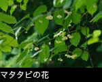 無料写真素材「マタタビ」山地に咲く白い花