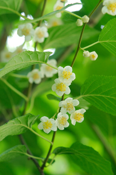 山野草マタタビの花 無料写真素材　画像4　