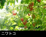 ニワトコ赤い実 画像 写真 フリー素材