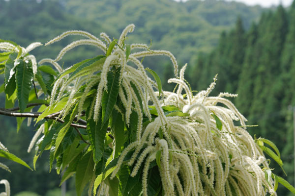 クリの花　山地 高木 6月7月 細長い 穂状 垂れ下がる 白い花 写真 フリー素材 画像1