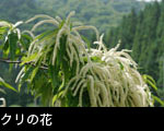栗の花 画像 写真 フリー素材