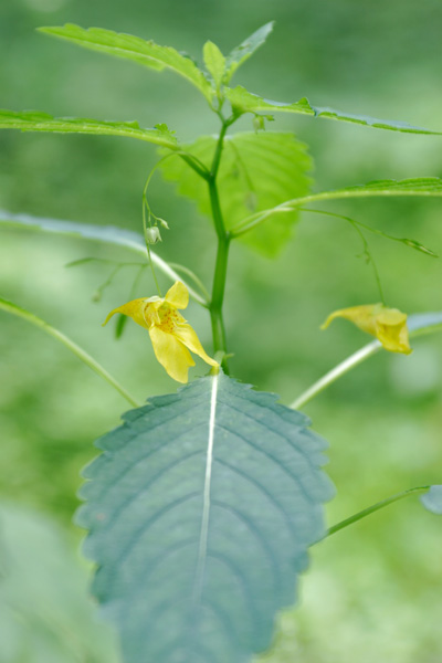 秋の黄色い花 山野草 キツリフネ 無料写真素材 　画像5