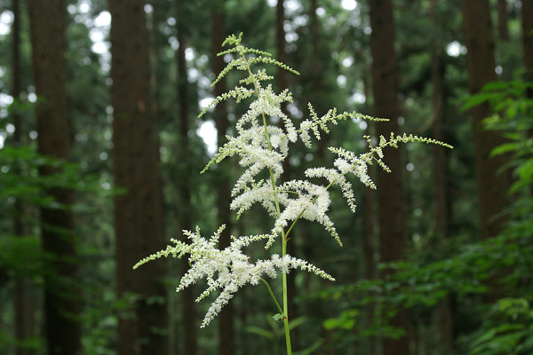 無料写真素材「 トリアシショウマ」夏の山野草 壁紙　画像3