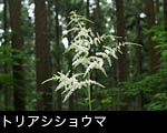無料写真素材「 トリアシショウマ」夏の山野草 壁紙