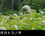 夏 森林の花オカトラノオ画像　