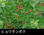 ヒョウタンボク
