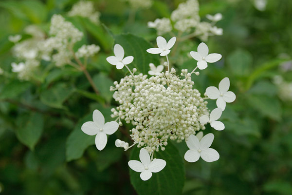 ノリウツギ　花のクローズアップ　 無料写真素材 フリー　画像3