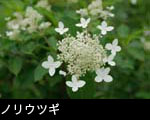 ノリウツギ夏の森林で咲く白い木の花 無料写真素材
