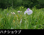 花菖蒲