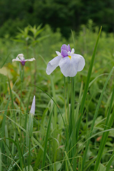無料写真素材ストックフォト「花ざかりの森」3701