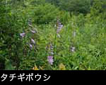タチギボウシ画像 写真 フリー素材