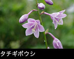 タチギボウシ画像 写真 フリー素材