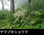 山野草「ヤマブキショウマ」花