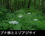 エゾアジサイ森林山野の花 壁紙 無料写真素材