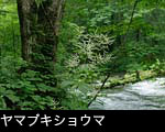 ヤマブキショウマの花 画像 写真 フリー素材