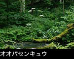 秋の山野草オオバセンキュウ画像
