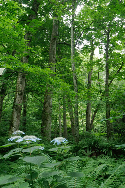山野草 ヤマアジサイ咲くブナの森 フリー写真素材　画像6