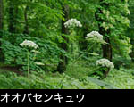 山野草 オオバセキュウ 画像 フリー写真素材