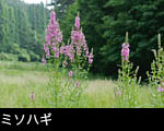 無料写真素材ストックフォト「エゾミソハギ」の写真