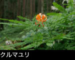 クルマユリ 7月8月の赤い花 山野草 無料写真素材