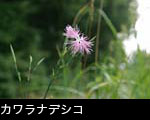 ナデシコ 画像 写真 フリー素材