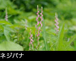 夏の山野草ネジジバナ写真 画像 フリー写真素材