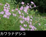 ナデシコ 秋の七草 壁紙 無料写真素材