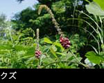 山野草 クズ 無料写真素材ストックフォト