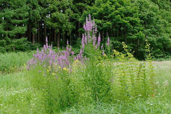 山野草 エゾミソハギ 夏に咲く赤い花 壁紙 フリー写真素材