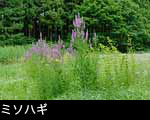 山野草 エゾミソハギ 夏に咲く赤い花 壁紙 フリー写真素材