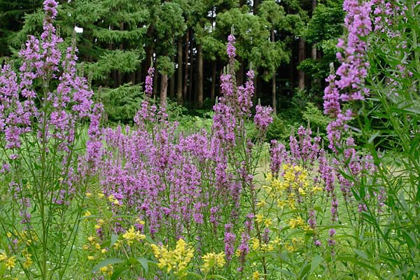 エゾミソハギ 花期7月8月の赤い花 山野草 無料写真素材