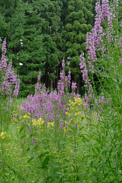 エゾミソハギ 盆花 精霊花 無料写真素材　画像6