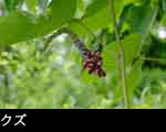 秋の七草 クズ（葛） フリー写真素材