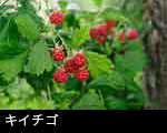 キイチゴの実（野イチゴ）画像 無料写真素材 フリー