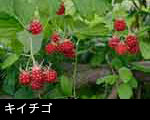 キイチゴ4